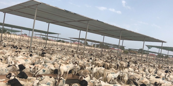 The Berbera livestock quarantine facility during Hajj season 2018. Source: Ahmed M. Musa (2018)